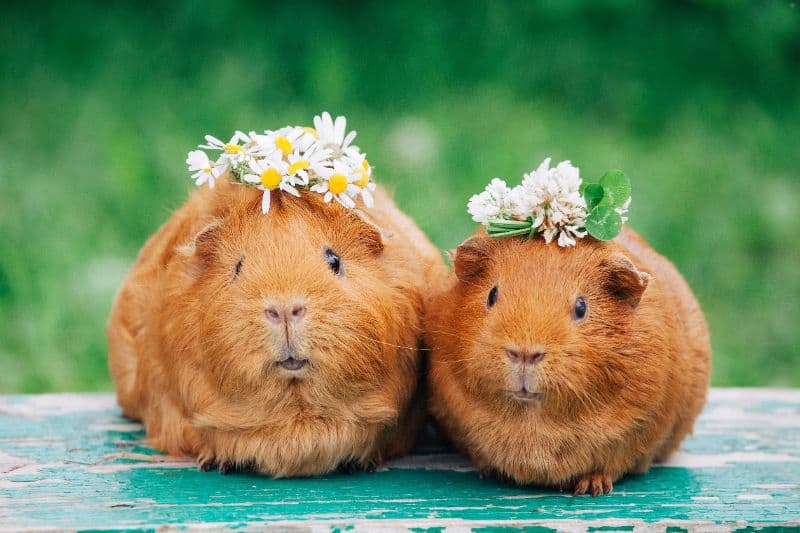 Guinea Pig Therapy