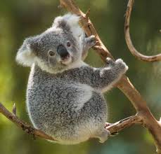 Lone Pine Sanctuary